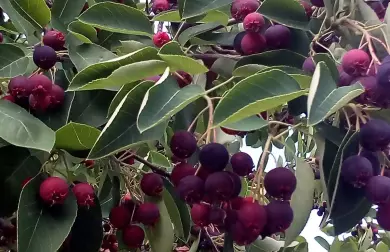 Drobenkový koláč s muchovníkem, nízkosacharidový