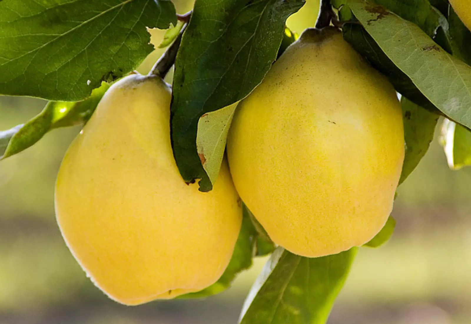 Kdoulová marmeláda