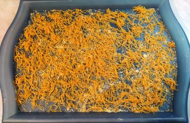 Nudle do polévky - LC